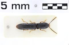 Foto (Dorsalansicht) von Elasmosomus raffrayi (NHMW-ZOO-COL-0011121)
